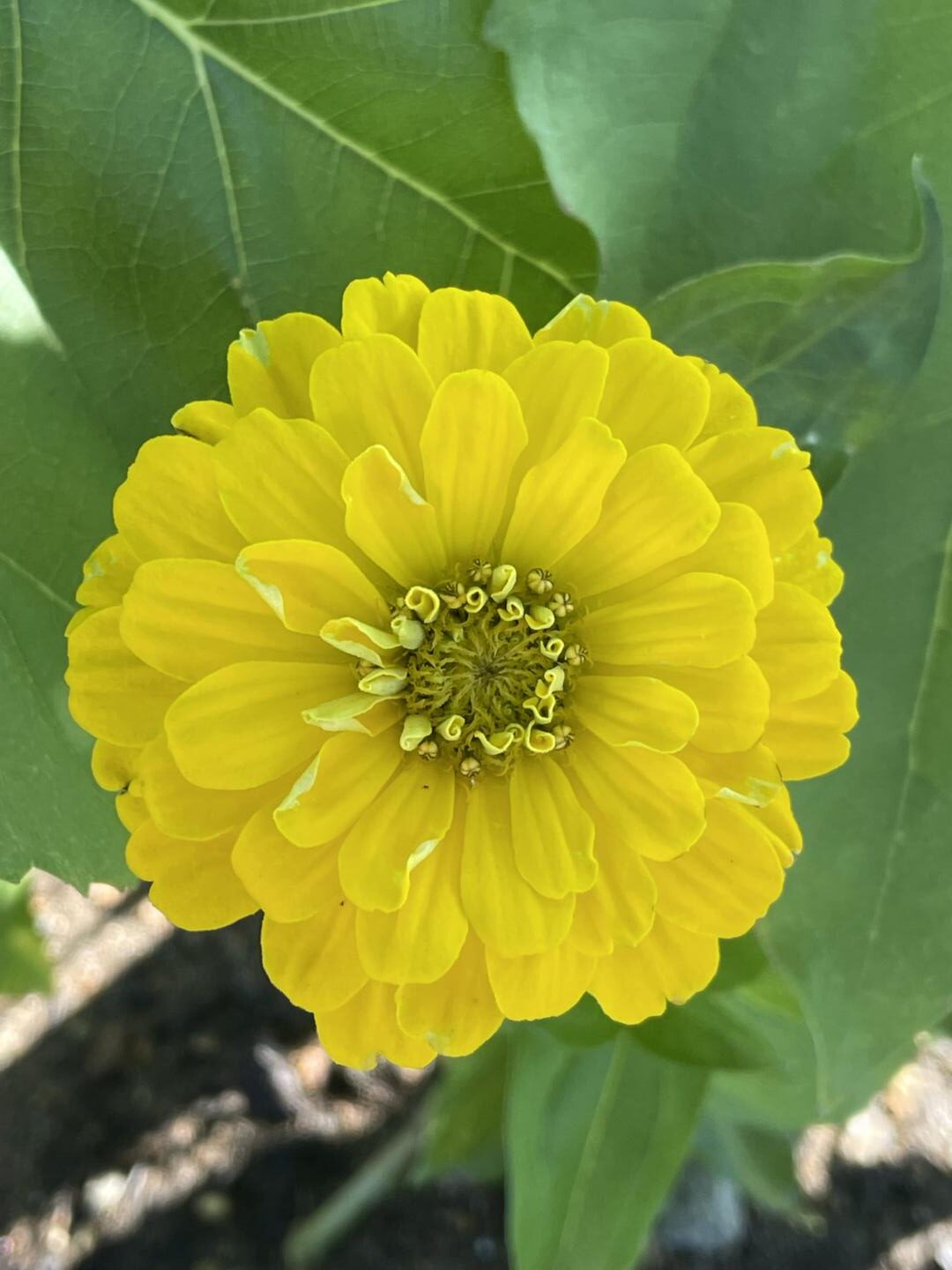 Zinnia flower